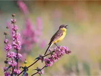 Anna's Collection tuinschilderij gele kwikstaart 78x58cm multi - thumbnail