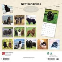 Newfoundlander Kalender 2026 - thumbnail