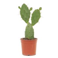 Schijfcactus (Opuntia Vulgaris) - P 17 cm - thumbnail