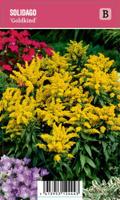 Vips Solidago Goldkind - Guldenroede - thumbnail