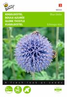 Echinops, Kogeldistel Blue Globe - thumbnail