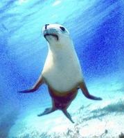 Animal Essences Seal (zeehond) 30 Milliliter - thumbnail