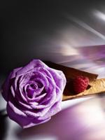 Lancome Tresor Midnight Rose Eau De Parfum Spray - thumbnail