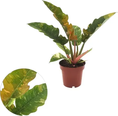 Philodendron 'Ring of Fire' 25cm