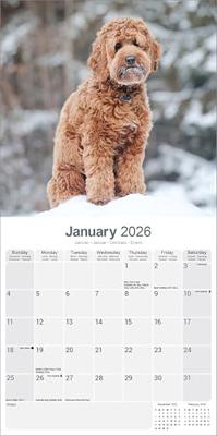 Labradoodle Kalender 2026