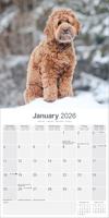 Labradoodle Kalender 2026 - thumbnail