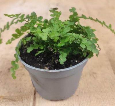 Mini varentje kamerplant Warentuin Natuurlijk - Warentuin natuurlijk Mini varentje kamerplant Warentuin Natuurlijk - Warentuin natuurlijk