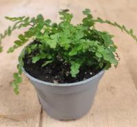 Mini varentje kamerplant Warentuin Natuurlijk - Warentuin natuurlijk - thumbnail