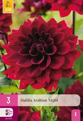JUB x3 Dahlia Arabian Night