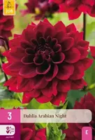 JUB x3 Dahlia Arabian Night - thumbnail