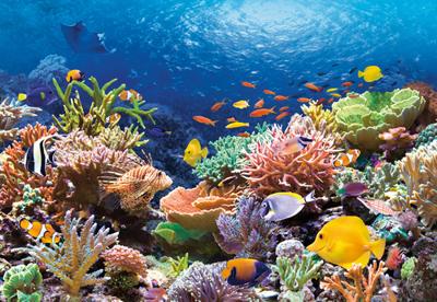 Castorland legpuzzel coral reef fishes, 1000st.