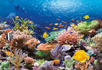 Castorland legpuzzel coral reef fishes, 1000st. - thumbnail