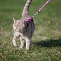 Pawise Kitten Harness Leash-Pink/Purple S - thumbnail