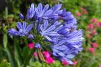 Afrikaanse lelie - thumbnail