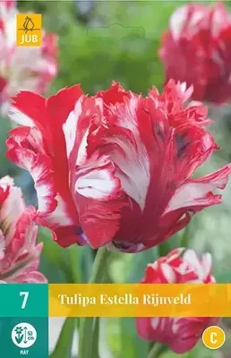 Tulp Estella Rijnveld 7 bollen