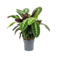 Calathea warscewiczii M kamerplant - thumbnail