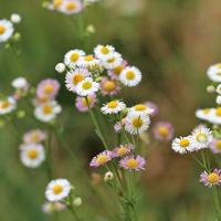 Erigeron karvinskianus vaste plant Griffioen - Griffioen - thumbnail