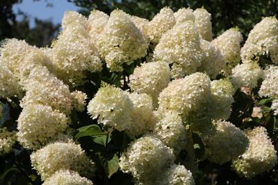 Pluimhortensia op stam