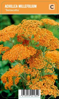 Vips Achillea millefolium Terracotta - Duizendblad
