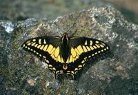 Eschenbach Club M Monoculair 6 x 16 mm Zwart - thumbnail