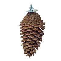 Back Zoo Nature foraging pine cone - thumbnail