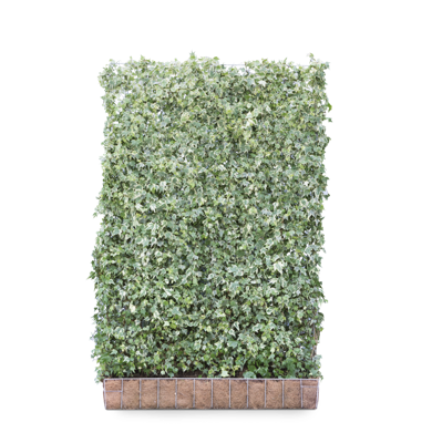 Kleinbladige klimop mobilane kant en klaar haag