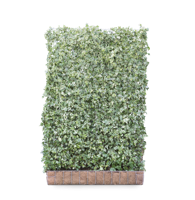 Kleinbladige klimop mobilane kant en klaar haag - thumbnail