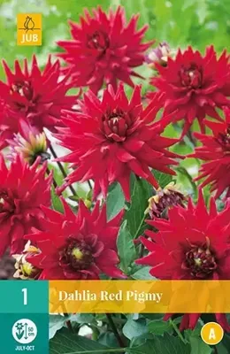 Dahlia Red pigmy