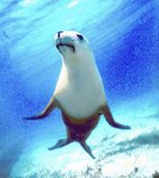 Animal Essences Seal (zeehond) 30 Milliliter - thumbnail