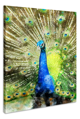 Schilderij - Pauw (print op canvas), 2 maten, Premium print