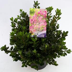 Rododendron (Rhododendron Japonica "Geisha Purple") heester - 30-35 cm - 1 stuks Rododendron (Rhododendron Japonica "Geisha Purple") heester - 30-35 cm - 1 stuks