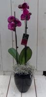 Vlinderorchidee donkerroze 2 stelen in hoge zwarte/antraciete pot 60 cm Warentuin Natuurlijk - Warentuin natuurlijk - thumbnail