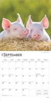 Varken Kalender 2026 - thumbnail