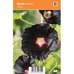 V.I.P.S. Alcea rosea ''Nigra'' - stokroos p9