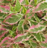 Kornoelje boom - thumbnail