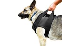Revalidatie Tuig Hond - Voor - Maat S - thumbnail