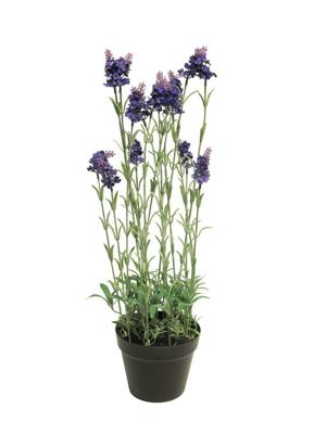 Lavender plant w/pot purple 65cm