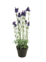 Lavender plant w/pot purple 65cm - thumbnail