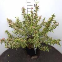 Weigela Florida struik Variegata - 5 stuks - thumbnail