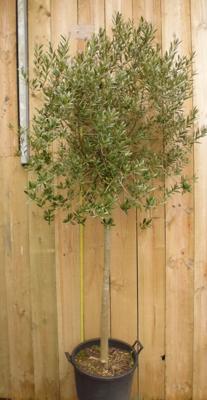 Olijfboom Olea stamhoogte 70 cm en boomhoogte 230 cm Warentuin Natuurlijk - Warentuin natuurlijk Olijfboom Olea stamhoogte 70 cm en boomhoogte 230 cm Warentuin Natuurlijk - Warentuin natuurlijk