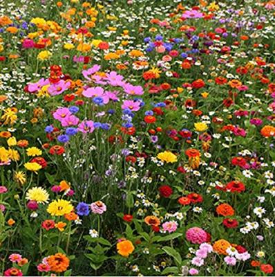 Bloemen zaden Wildbloemen mengsel