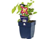 Epimedium rubrum vaste plant Griffioen - Griffioen - thumbnail