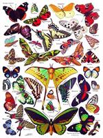 New York Puzzle Company Butterflies~Papillons - 1000 stukjes - thumbnail