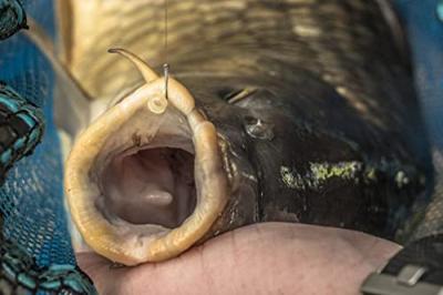 Preston KKM-B haken Size 12