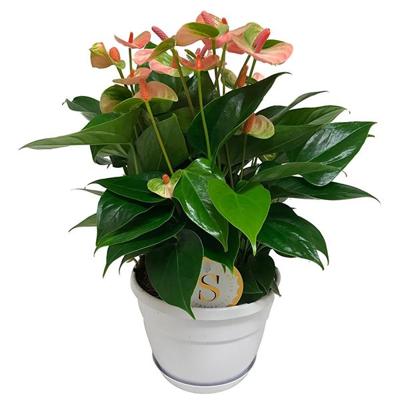 Anthurium 'Leganza' (Flamingoplant) P 20 cm