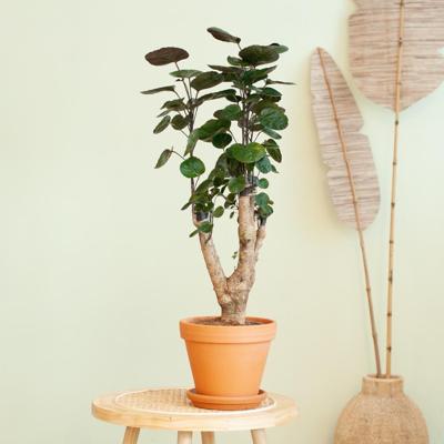 Polyscias Fabian - Aralia - P17