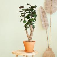 Polyscias Fabian - Aralia - P17 - thumbnail