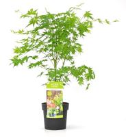 Japanse esdoorn (Acer palmatum "Going Green") heester - thumbnail
