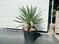 Yucca - Gloriosa - thumbnail