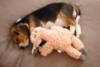 Pup knuffel flamino roze - thumbnail